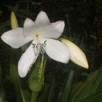 Crinum moorei Hook.f.